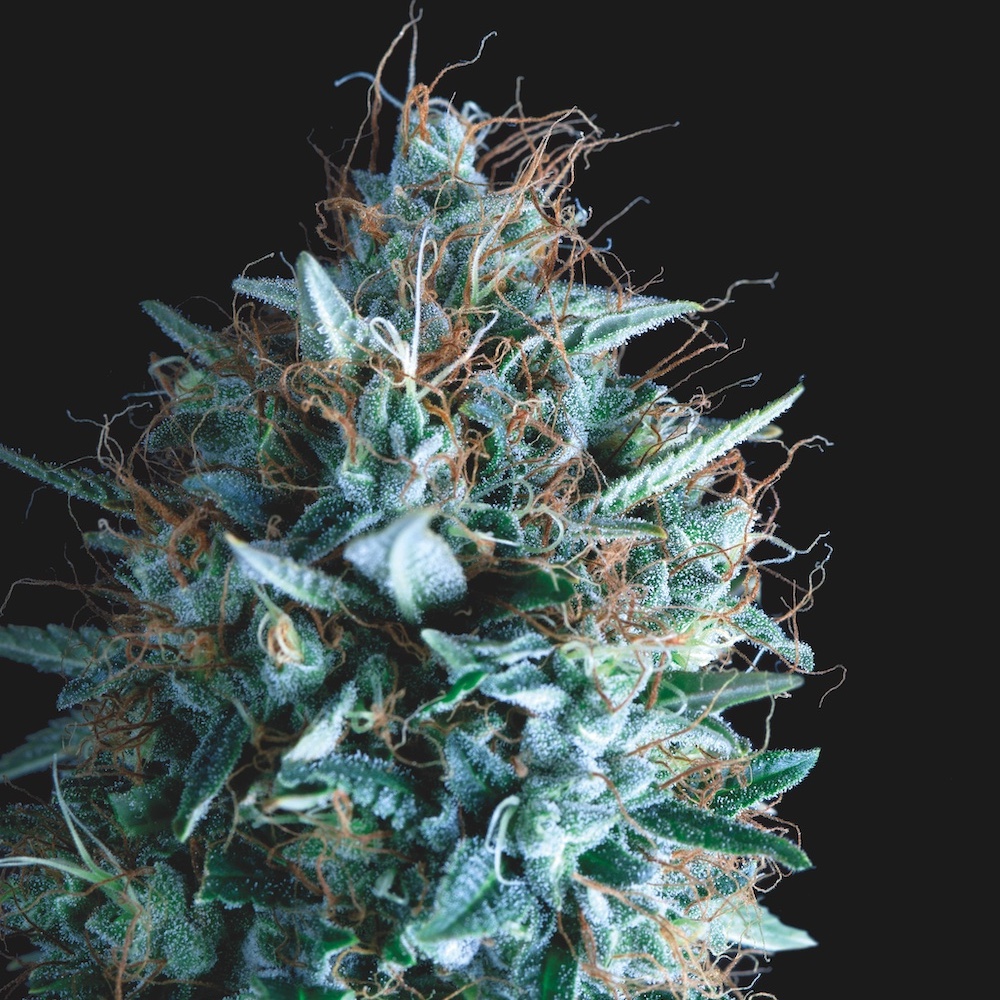 Tutankhamon x Runtz Gold Line Hybrid Pyramid Seeds